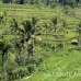 rice_ubud_h_0015_bal0830.jpg